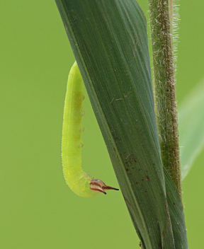 Gemmed Satyr caterpillar beginning to pupate